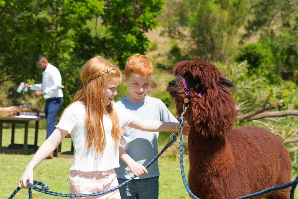 tourist attractions gold coast hinterland