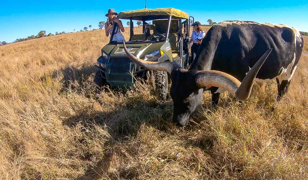 Texas Longhorn Tour Charters Towers