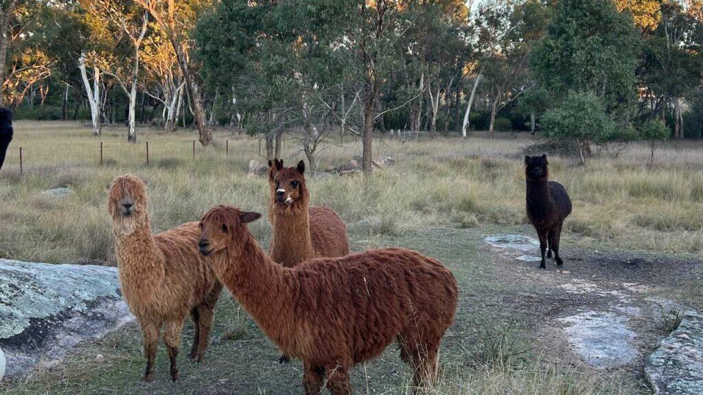 Alpacas at Sabos on Severn