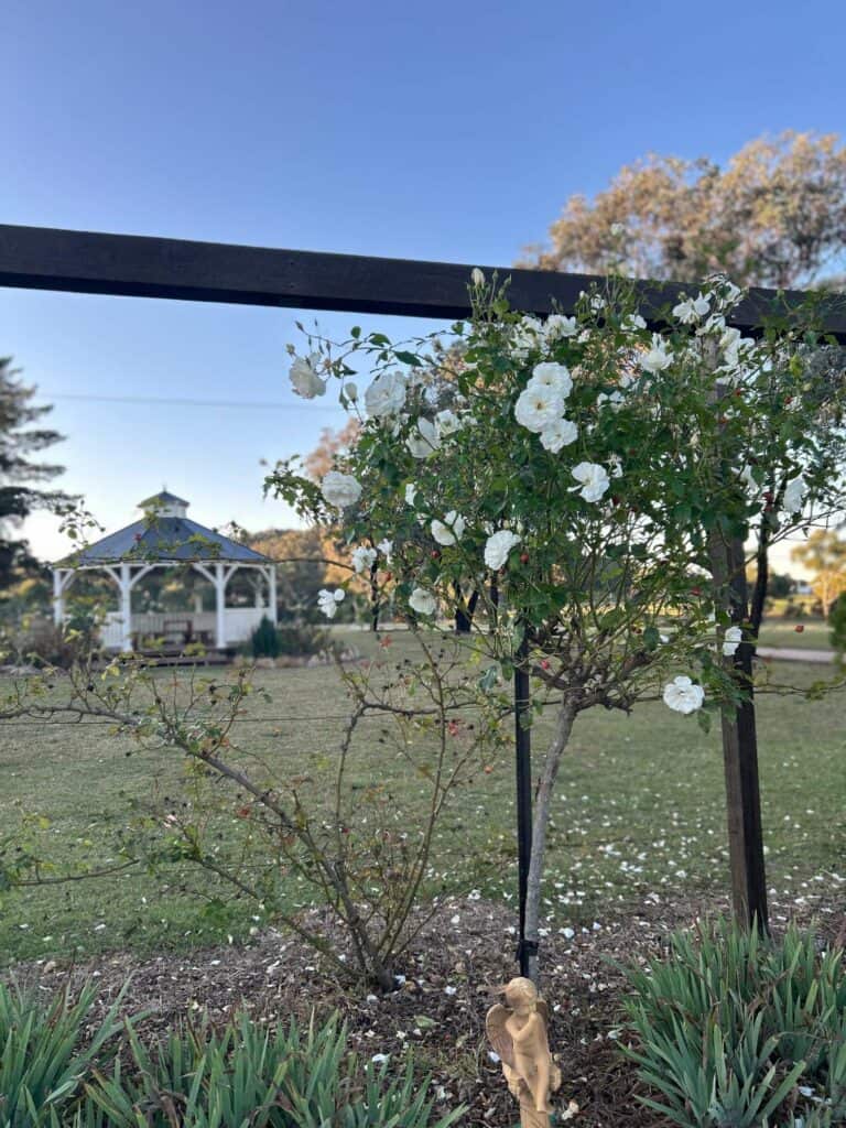 Roses at Sabos on Severn